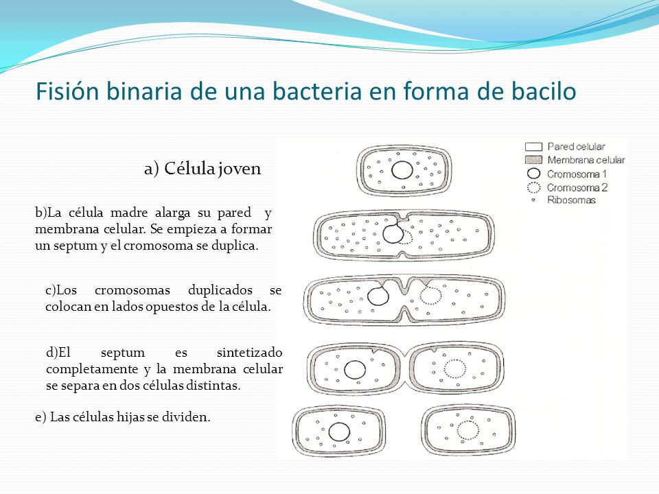 Fisión binaria de una bacteria en forma de bacilo