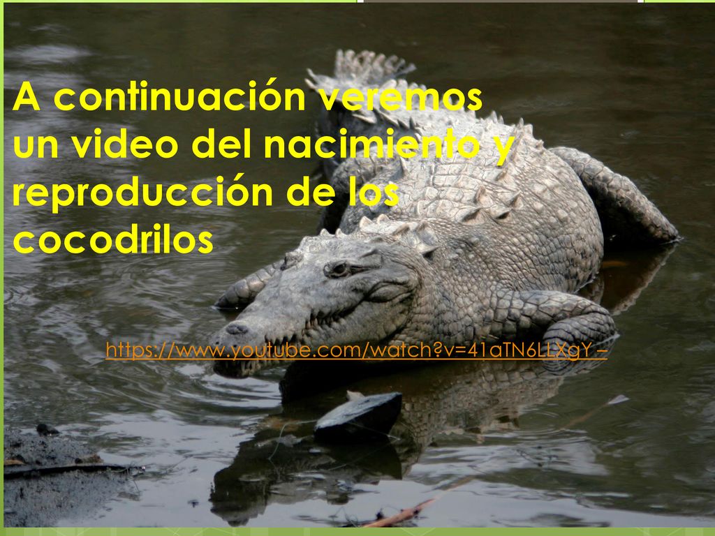 A continuación veremos un video del nacimiento y reproducción de los cocodrilos