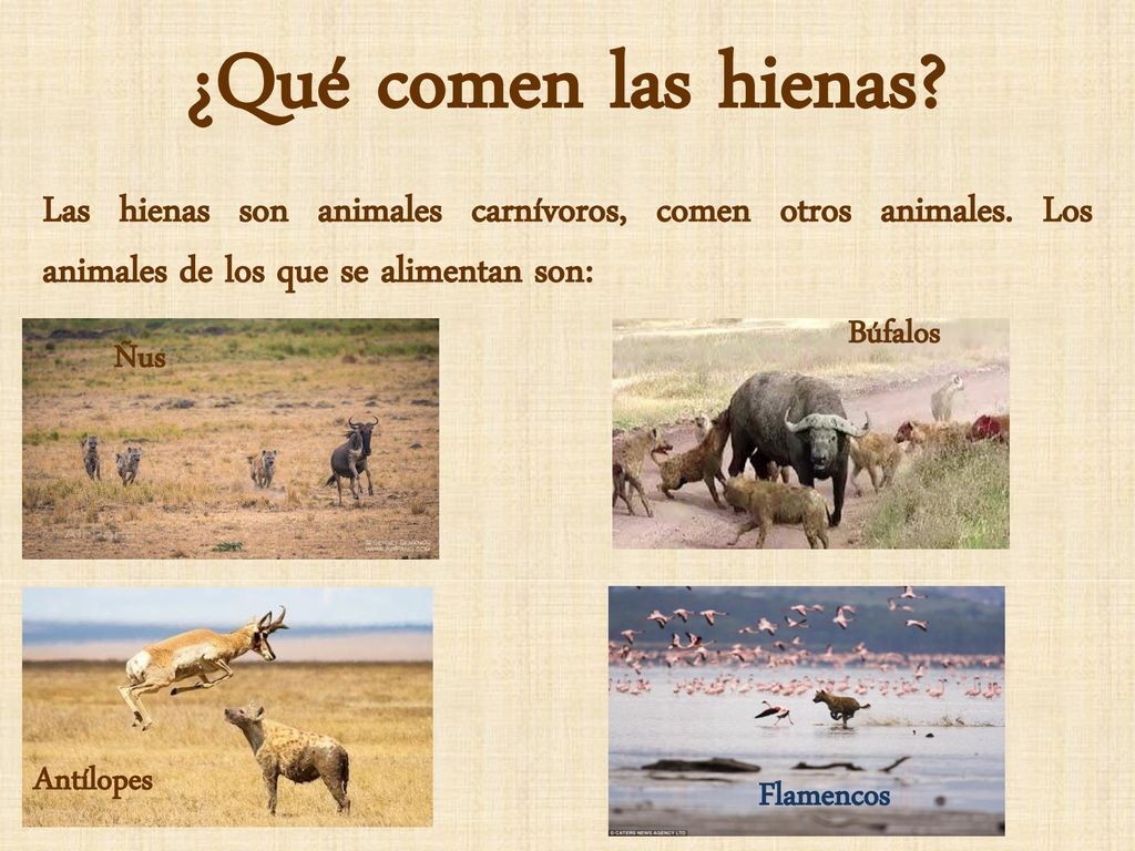 ¿Qué comen las hienas Las hienas son animales carnívoros, comen otros animales. Los animales de los que se alimentan son: