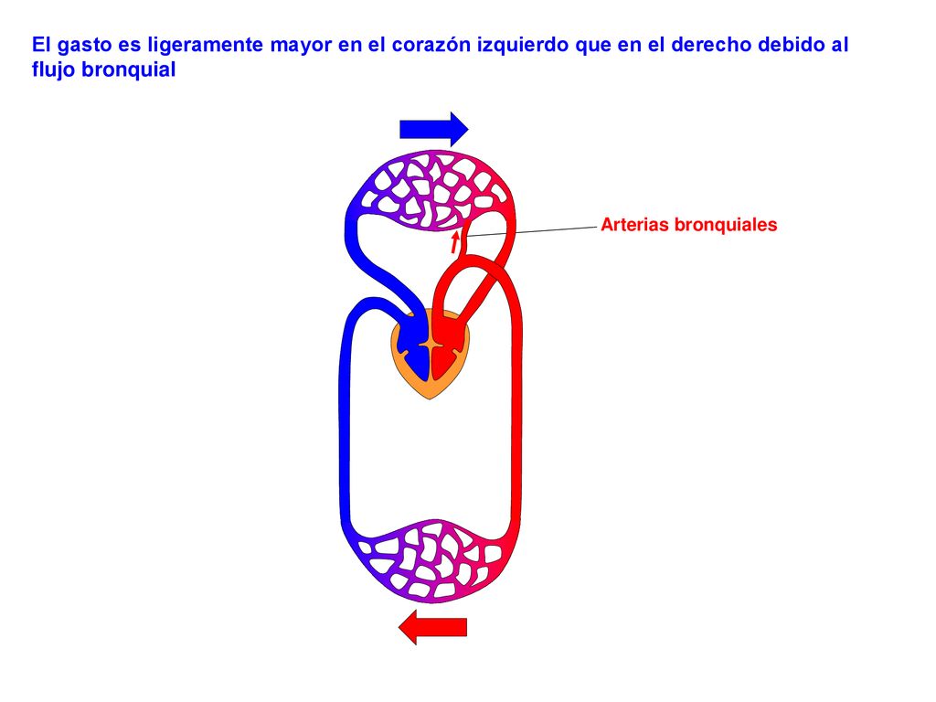 El gasto es ligeramente mayor en el corazón izquierdo que en el derecho debido al flujo bronquial