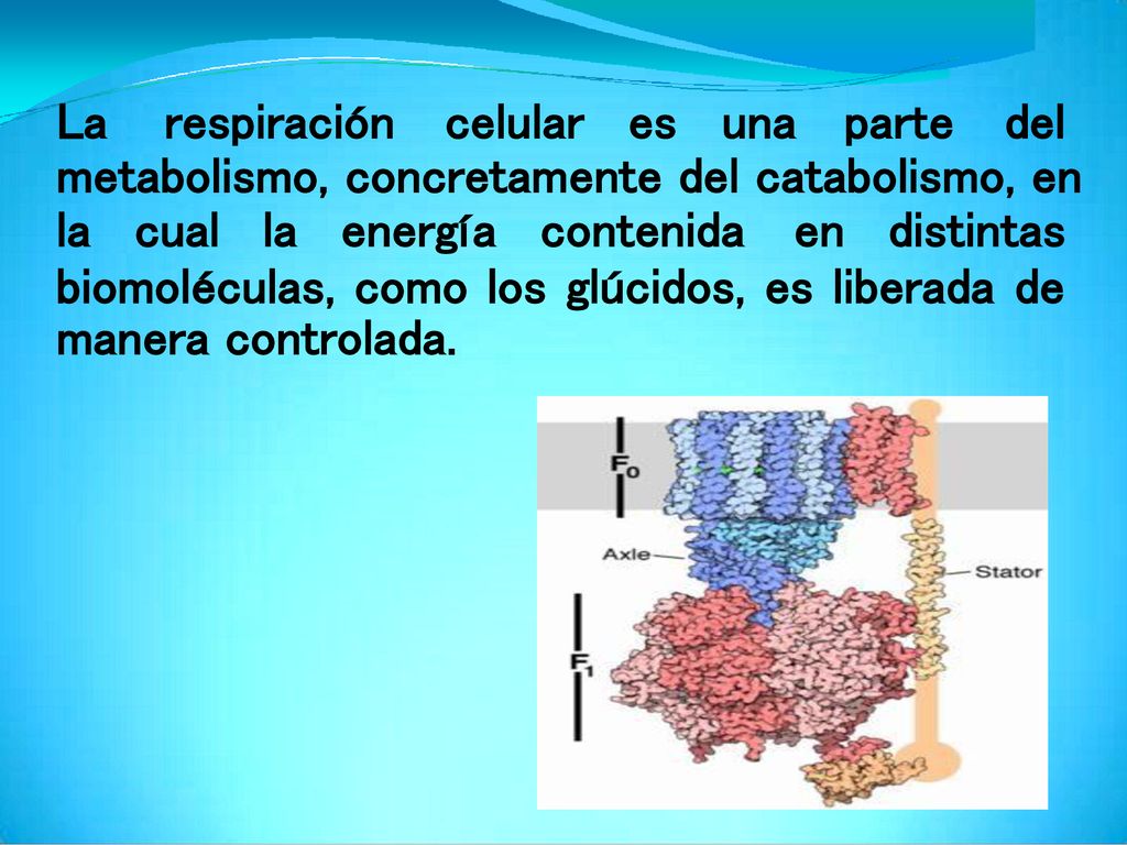 La respiración. celular. es. una. parte. del. metabolismo, concretamente del catabolismo, en.