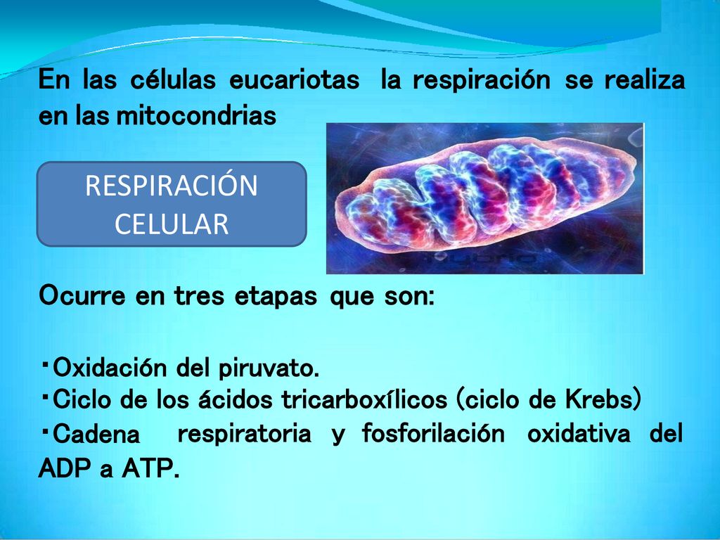 En las células eucariotas la respiración se realiza en las