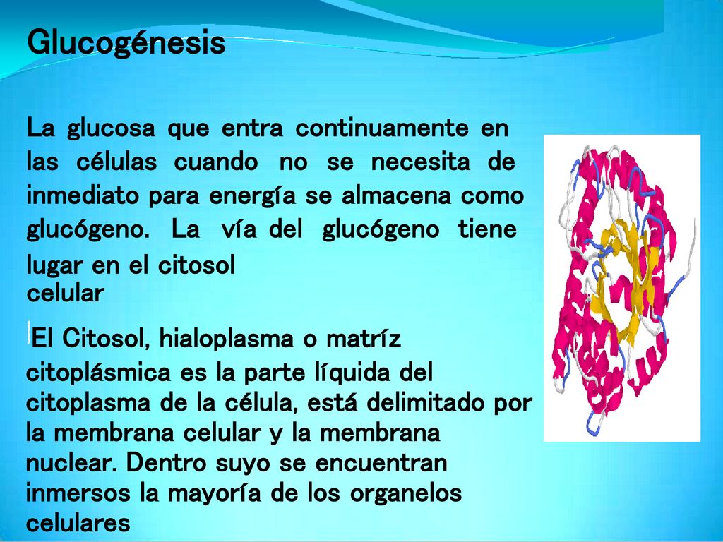 Glucogénesis La glucosa que entra continuamente en las células cuando