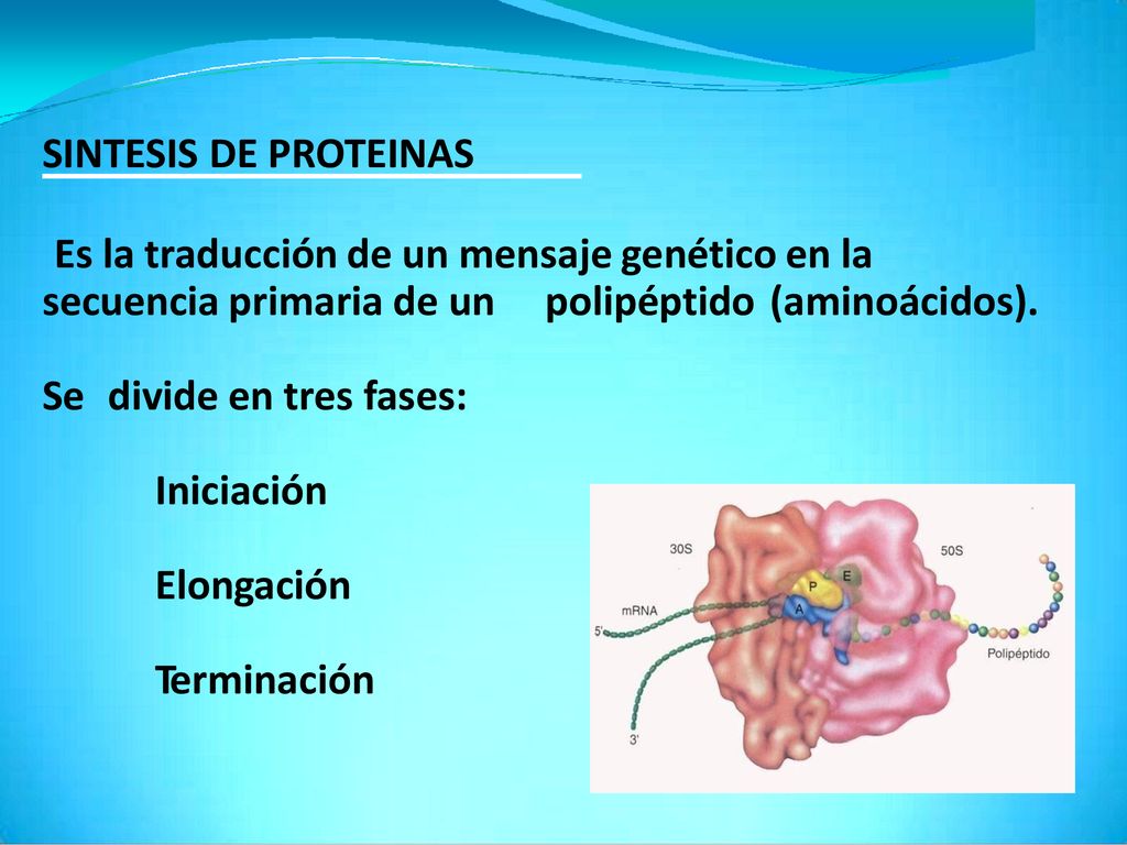 SINTESIS DE PROTEINAS Es la traducción de un mensaje genético en la. secuencia primaria de un. polipéptido.
