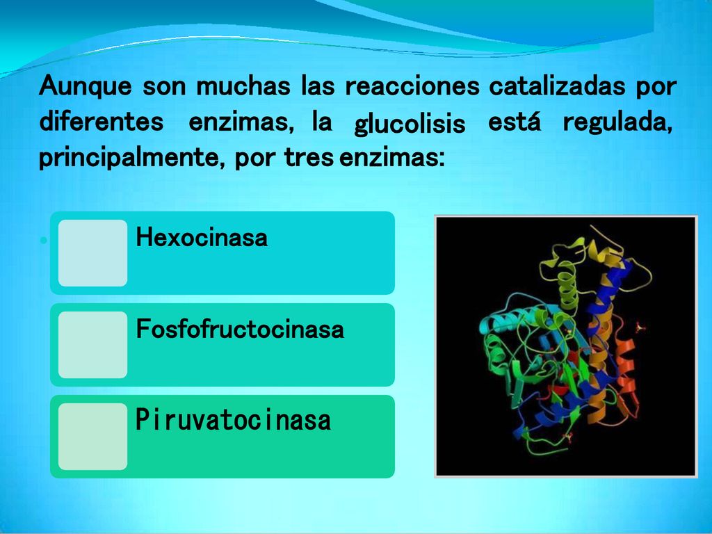 Aunque son muchas las reacciones catalizadas por diferentes enzimas,
