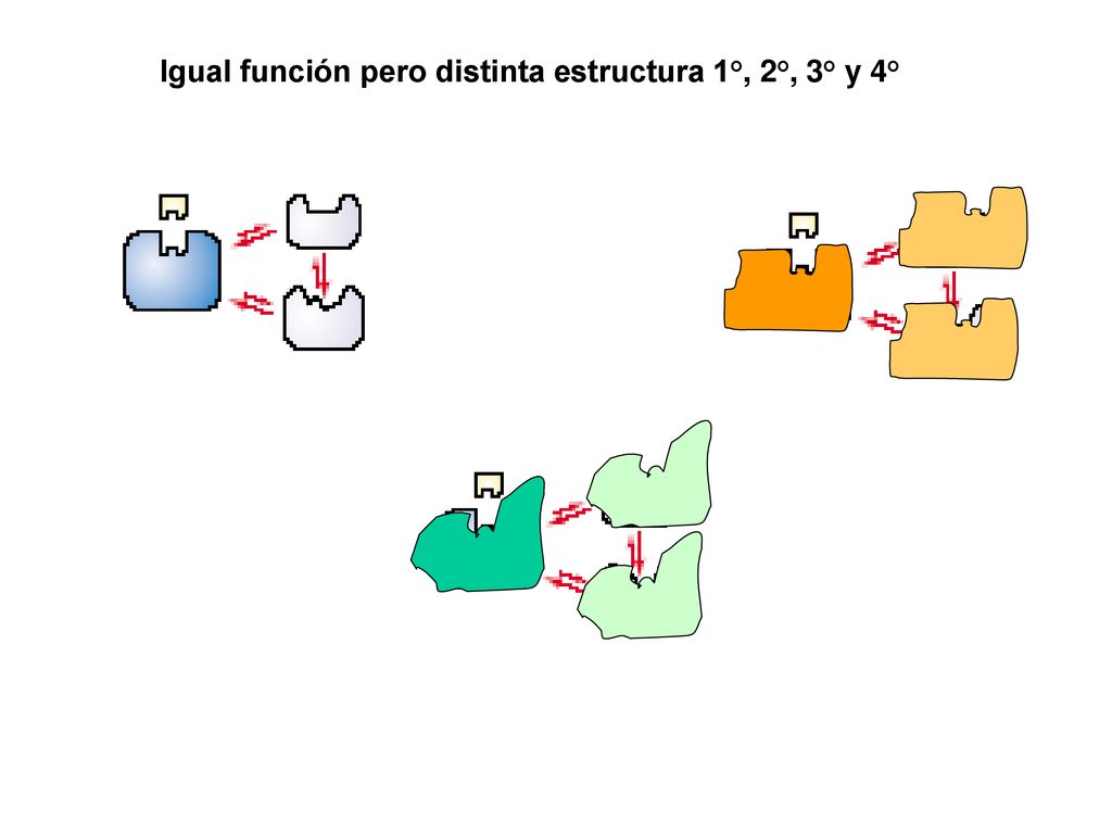 Igual función pero distinta estructura 1°, 2°, 3° y 4°
