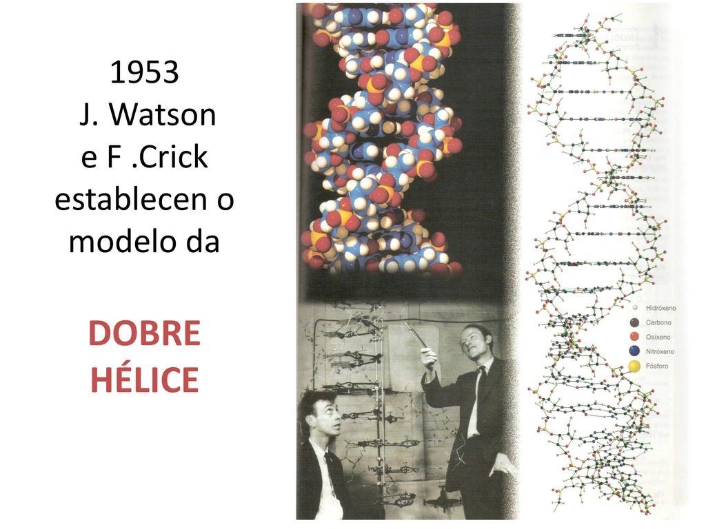 1953 J. Watson e F .Crick establecen o modelo da DOBRE HÉLICE