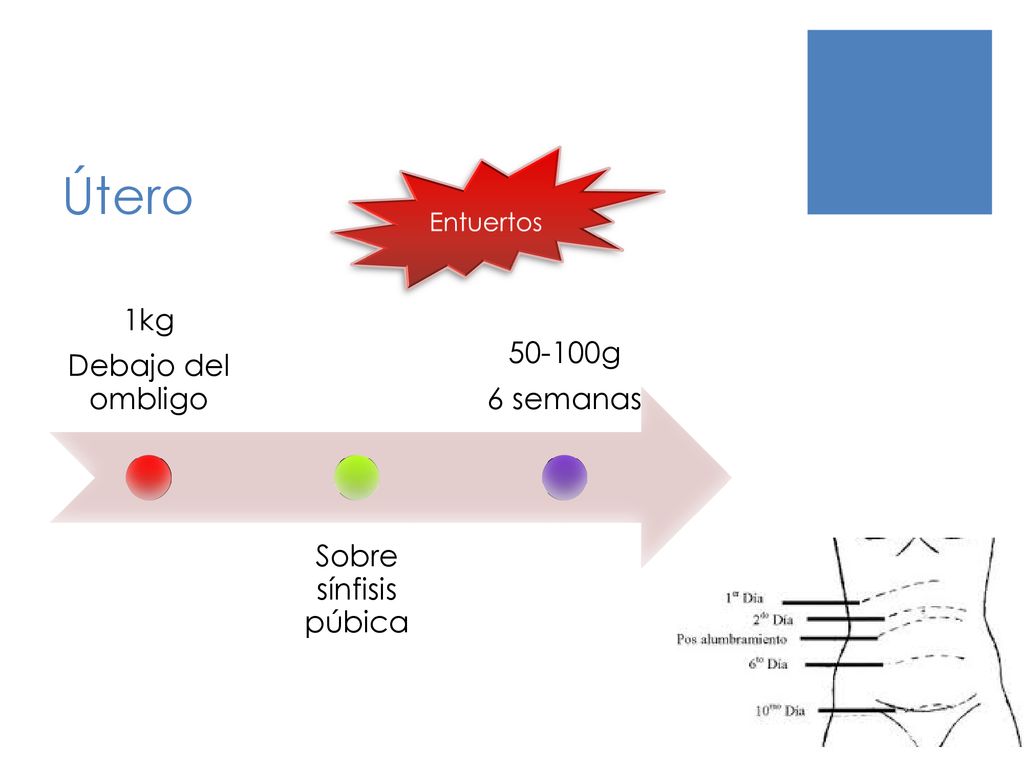 Útero 1kg g Debajo del ombligo 6 semanas Sobre sínfisis púbica