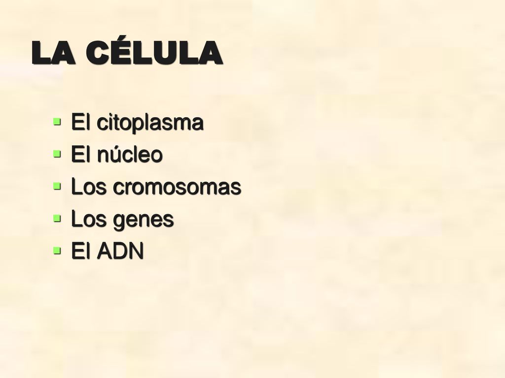 LA CÉLULA El citoplasma El núcleo Los cromosomas Los genes El ADN