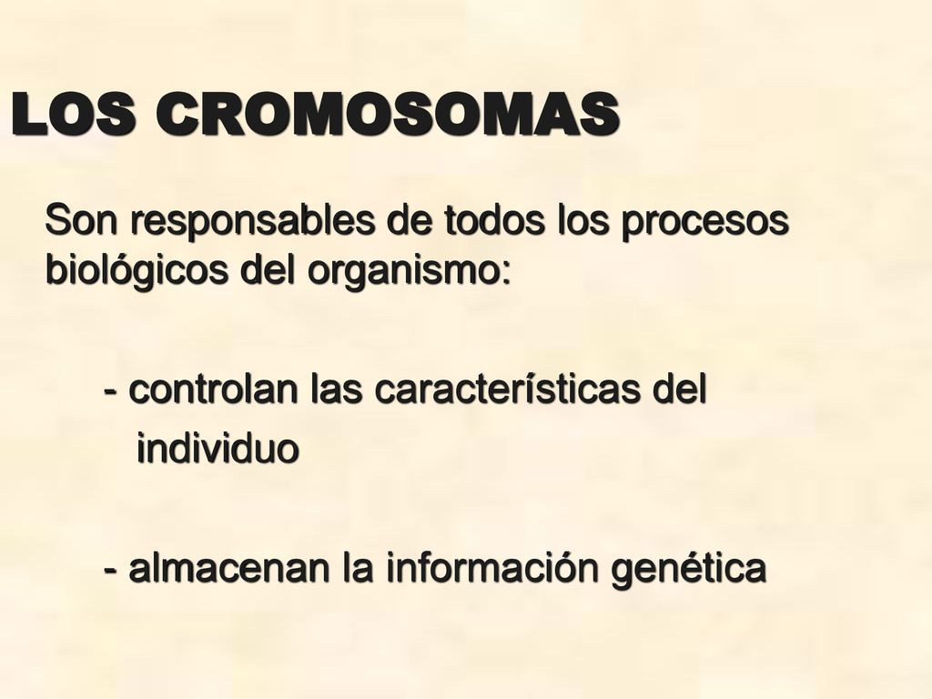 LOS CROMOSOMAS Son responsables de todos los procesos biológicos del organismo: - controlan las características del.