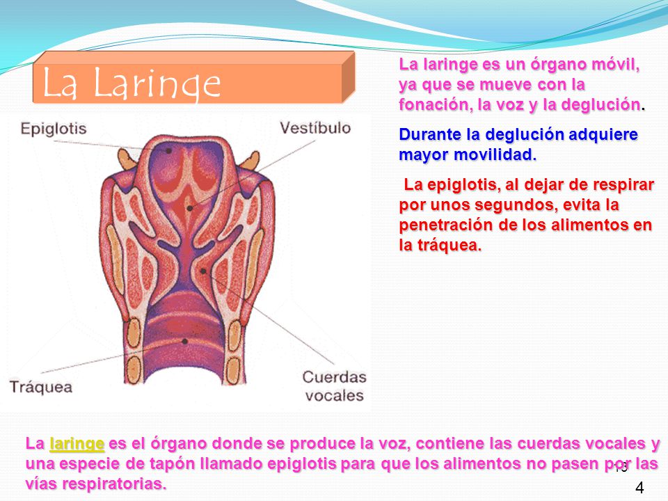 La Laringe La laringe es un órgano móvil, ya que se mueve con la fonación, la voz y la deglución. Durante la deglución adquiere mayor movilidad.