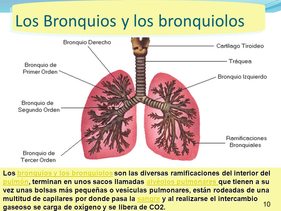 Los Bronquios y los bronquiolos