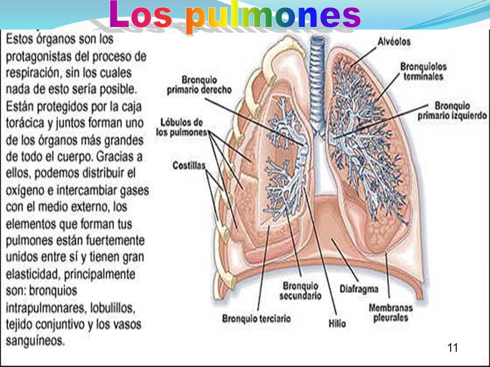 Los pulmones 20 11