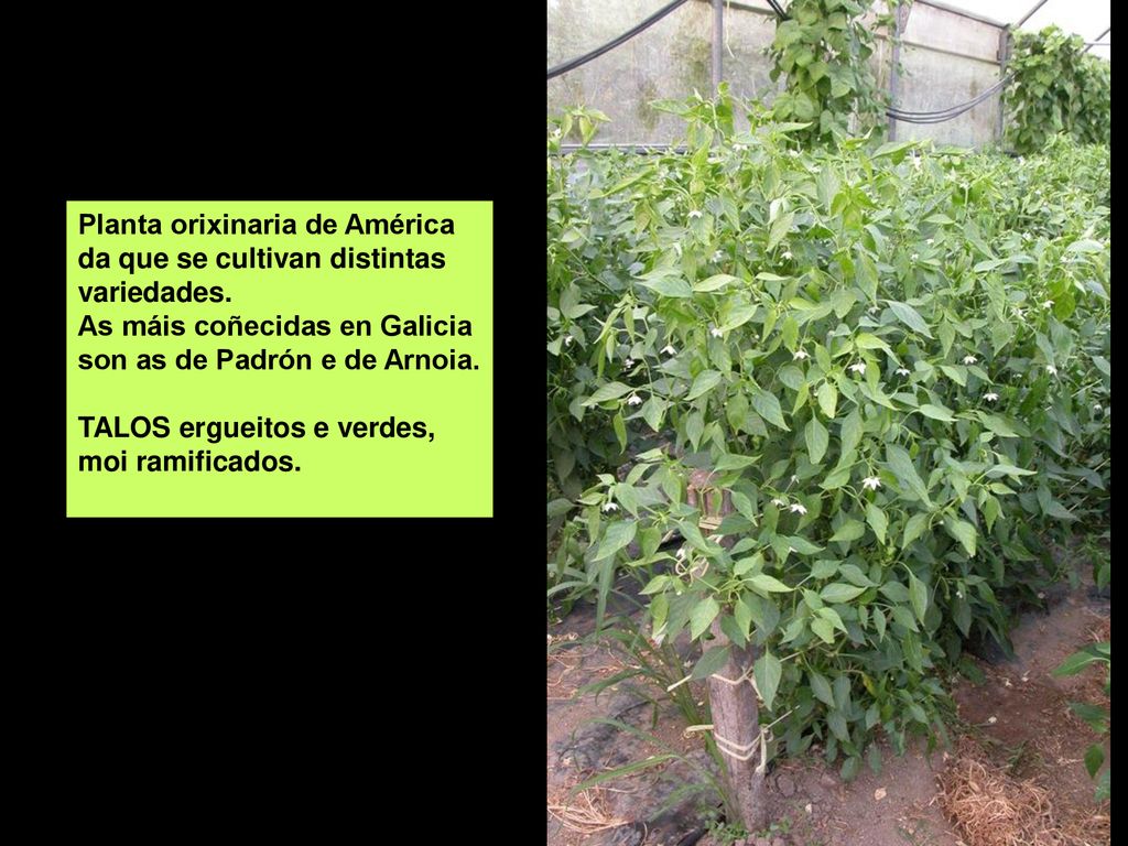Planta orixinaria de América da que se cultivan distintas variedades.