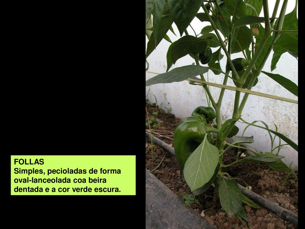 FOLLAS Simples, pecioladas de forma oval-lanceolada coa beira dentada e a cor verde escura.
