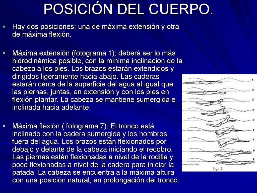POSICIÓN DEL CUERPO. Hay dos posiciones: una de máxima extensión y otra de máxima flexión.