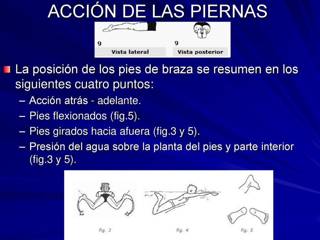 ACCIÓN DE LAS PIERNAS La posición de los pies de braza se resumen en los siguientes cuatro puntos: Acción atrás - adelante.
