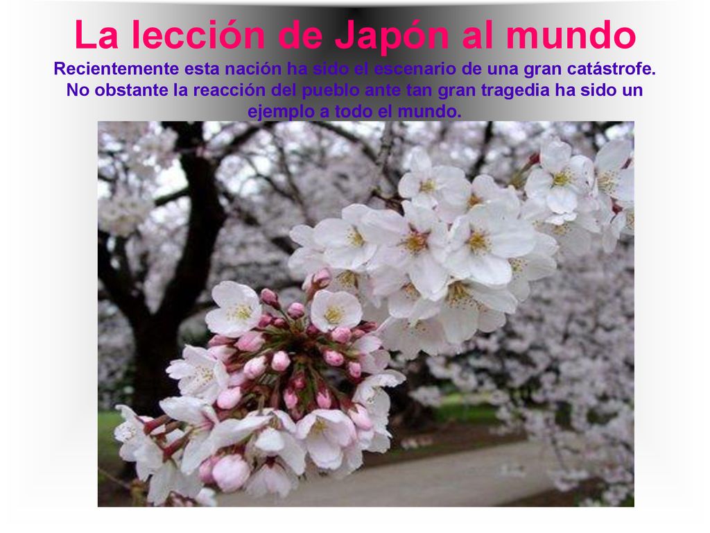 La lección de Japón al mundo Recientemente esta nación ha sido el escenario de una gran catástrofe.