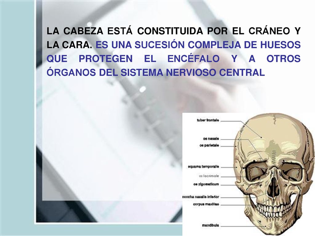 LA CABEZA ESTÁ CONSTITUIDA POR EL CRÁNEO Y LA CARA