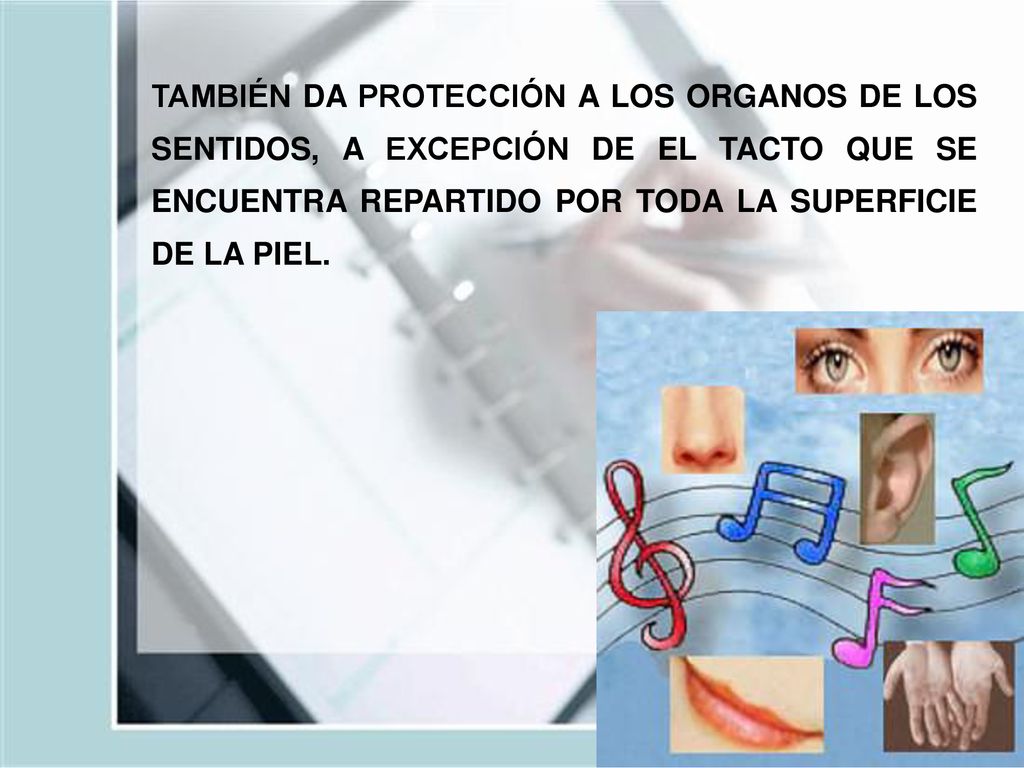 TAMBIÉN DA PROTECCIÓN A LOS ORGANOS DE LOS SENTIDOS, A EXCEPCIÓN DE EL TACTO QUE SE ENCUENTRA REPARTIDO POR TODA LA SUPERFICIE DE LA PIEL.