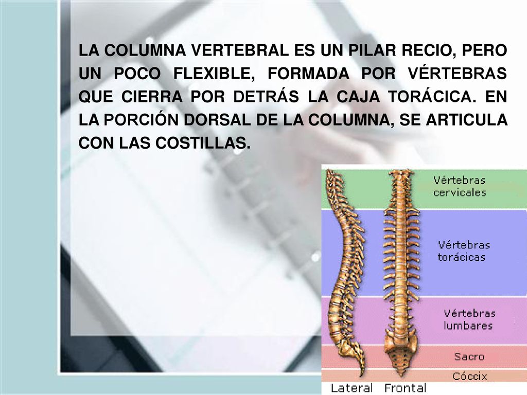 LA COLUMNA VERTEBRAL ES UN PILAR RECIO, PERO UN POCO FLEXIBLE, FORMADA POR VÉRTEBRAS QUE CIERRA POR DETRÁS LA CAJA TORÁCICA.