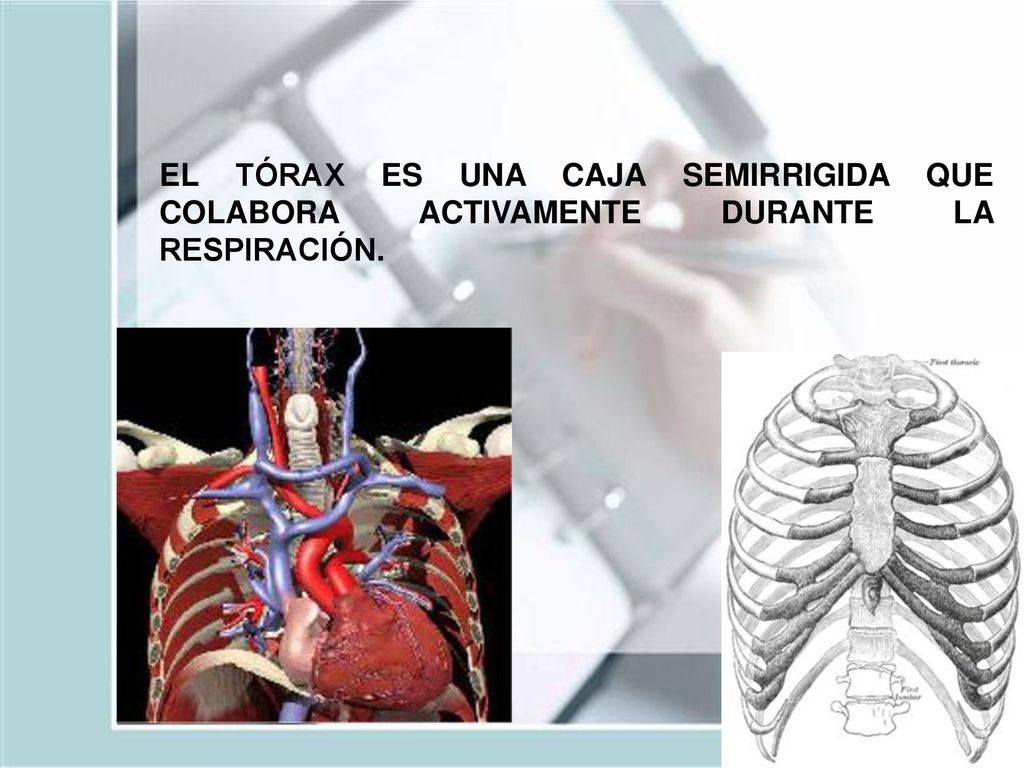 EL TÓRAX ES UNA CAJA SEMIRRIGIDA QUE COLABORA ACTIVAMENTE DURANTE LA RESPIRACIÓN.