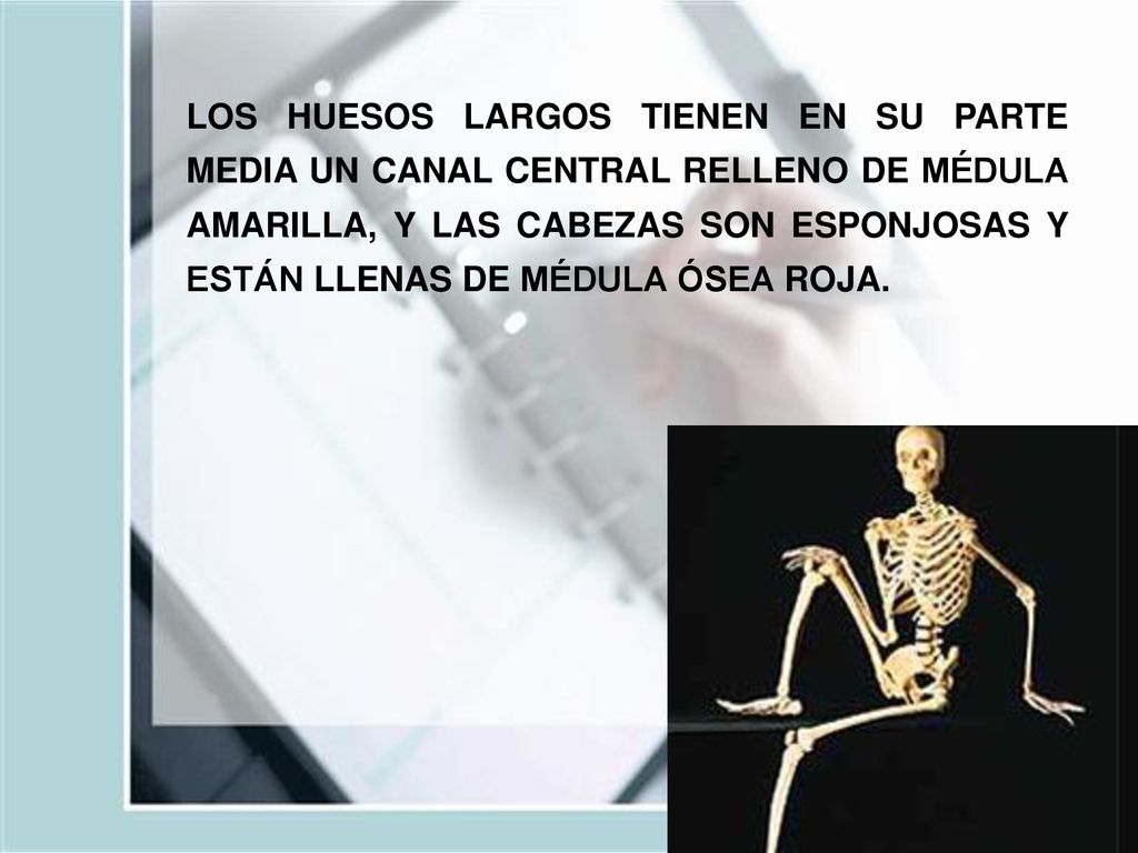 LOS HUESOS LARGOS TIENEN EN SU PARTE MEDIA UN CANAL CENTRAL RELLENO DE MÉDULA AMARILLA, Y LAS CABEZAS SON ESPONJOSAS Y ESTÁN LLENAS DE MÉDULA ÓSEA ROJA.