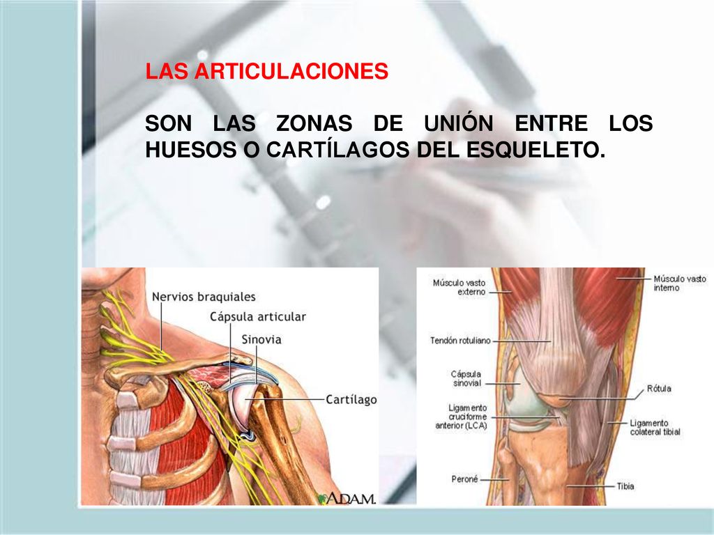 LAS ARTICULACIONES SON LAS ZONAS DE UNIÓN ENTRE LOS HUESOS O CARTÍLAGOS DEL ESQUELETO.