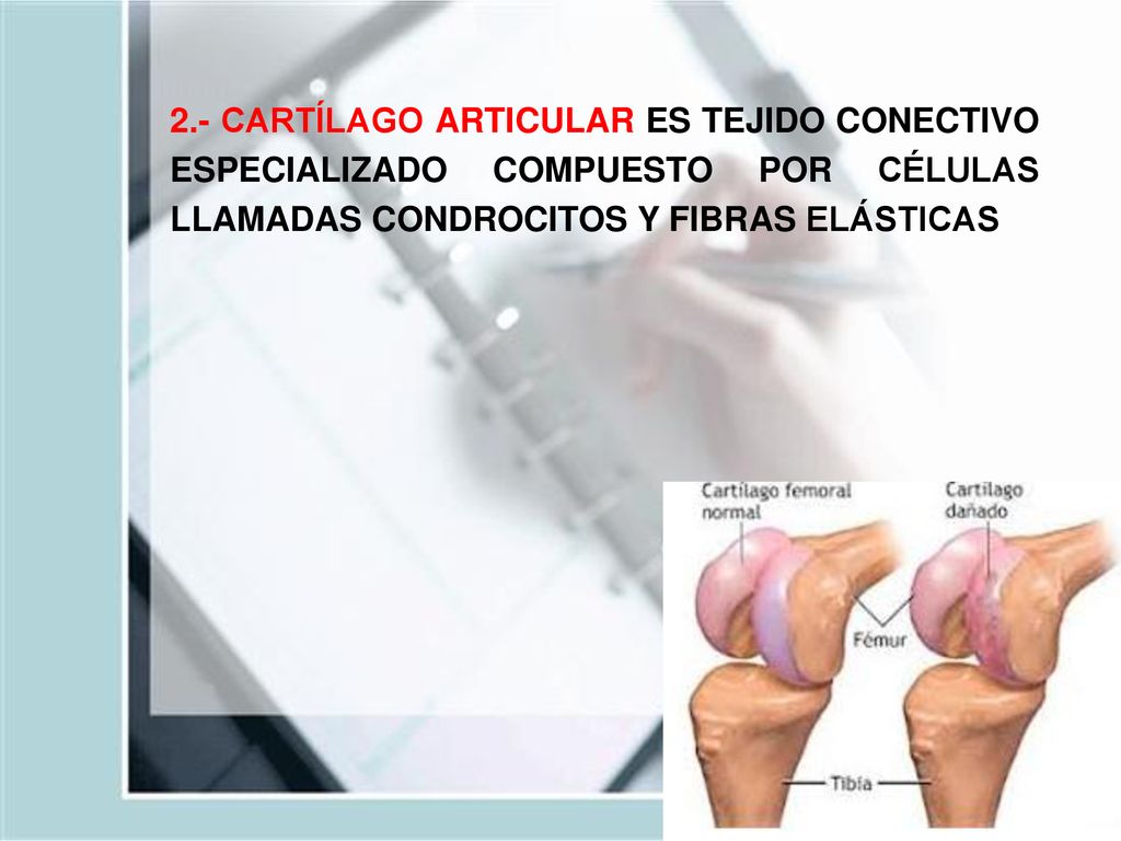 2.- CARTÍLAGO ARTICULAR ES TEJIDO CONECTIVO ESPECIALIZADO COMPUESTO POR CÉLULAS LLAMADAS CONDROCITOS Y FIBRAS ELÁSTICAS