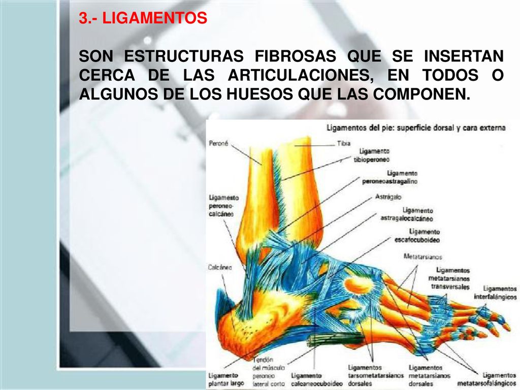 3.- LIGAMENTOS SON ESTRUCTURAS FIBROSAS QUE SE INSERTAN CERCA DE LAS ARTICULACIONES, EN TODOS O ALGUNOS DE LOS HUESOS QUE LAS COMPONEN.
