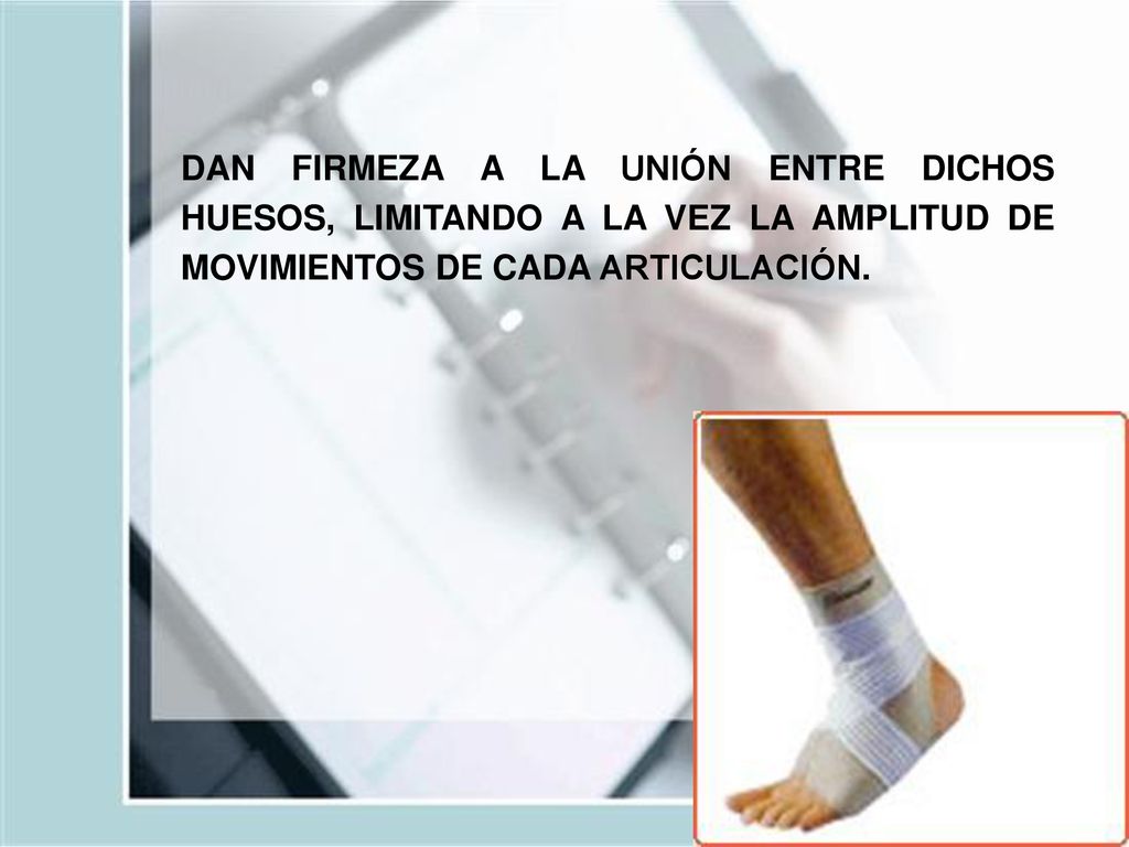 DAN FIRMEZA A LA UNIÓN ENTRE DICHOS HUESOS, LIMITANDO A LA VEZ LA AMPLITUD DE MOVIMIENTOS DE CADA ARTICULACIÓN.
