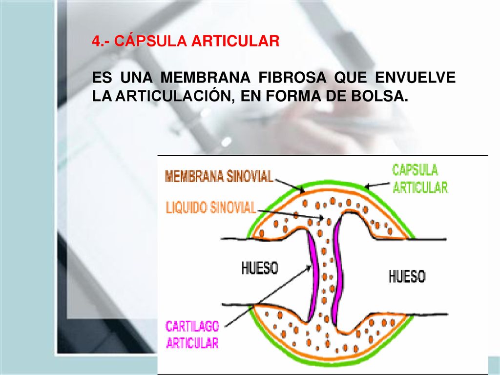 4.- CÁPSULA ARTICULAR ES UNA MEMBRANA FIBROSA QUE ENVUELVE LA ARTICULACIÓN, EN FORMA DE BOLSA.