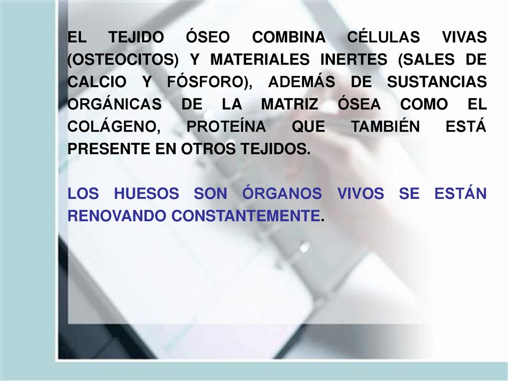 EL TEJIDO ÓSEO COMBINA CÉLULAS VIVAS (OSTEOCITOS) Y MATERIALES INERTES (SALES DE CALCIO Y FÓSFORO), ADEMÁS DE SUSTANCIAS ORGÁNICAS DE LA MATRIZ ÓSEA COMO EL COLÁGENO, PROTEÍNA QUE TAMBIÉN ESTÁ PRESENTE EN OTROS TEJIDOS.