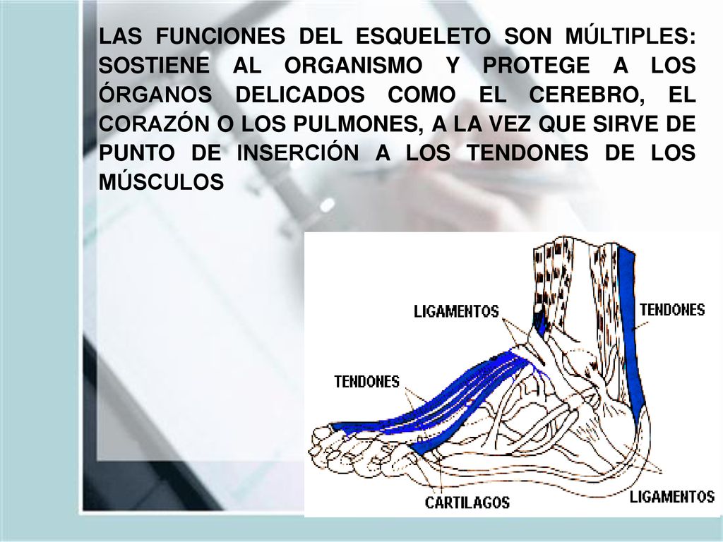 LAS FUNCIONES DEL ESQUELETO SON MÚLTIPLES: SOSTIENE AL ORGANISMO Y PROTEGE A LOS ÓRGANOS DELICADOS COMO EL CEREBRO, EL CORAZÓN O LOS PULMONES, A LA VEZ QUE SIRVE DE PUNTO DE INSERCIÓN A LOS TENDONES DE LOS MÚSCULOS