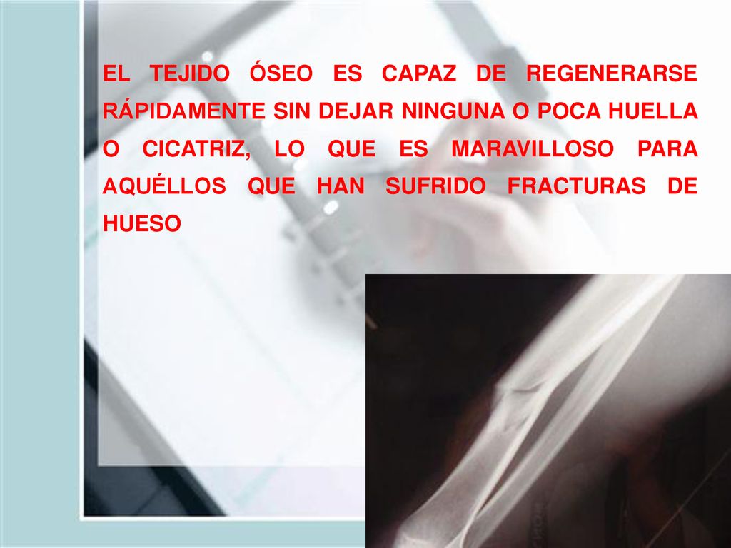 EL TEJIDO ÓSEO ES CAPAZ DE REGENERARSE RÁPIDAMENTE SIN DEJAR NINGUNA O POCA HUELLA O CICATRIZ, LO QUE ES MARAVILLOSO PARA AQUÉLLOS QUE HAN SUFRIDO FRACTURAS DE HUESO