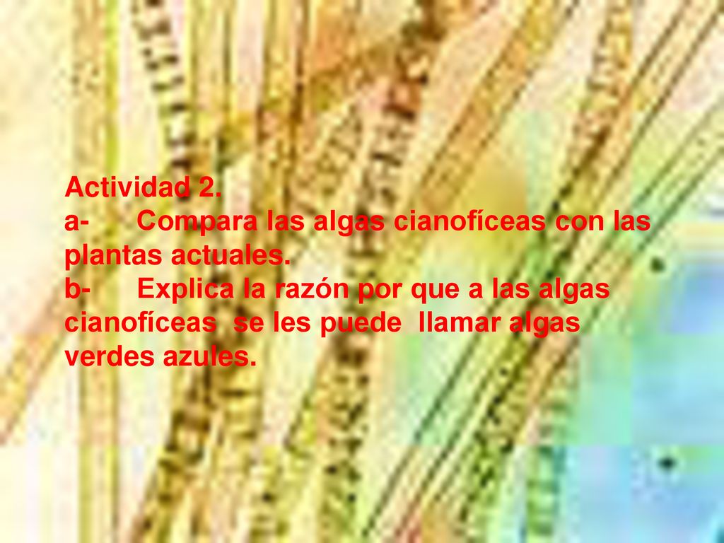 Actividad 2. a- Compara las algas cianofíceas con las plantas actuales.
