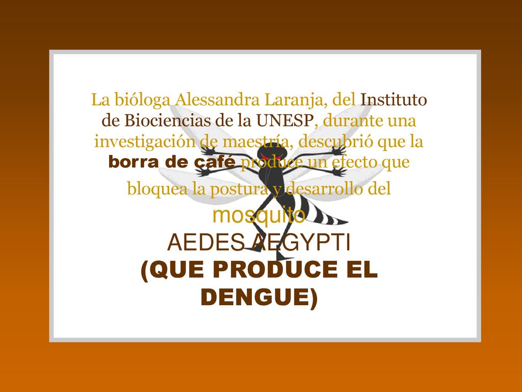 La bióloga Alessandra Laranja, del Instituto de Biociencias de la UNESP, durante una investigación de maestría, descubrió que la borra de café produce un efecto que bloquea la postura y desarrollo del mosquito AEDES AEGYPTI (QUE PRODUCE EL DENGUE)