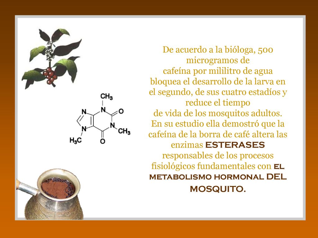 De acuerdo a la bióloga, 500 microgramos de cafeína por mililitro de agua bloquea el desarrollo de la larva en el segundo, de sus cuatro estadíos y reduce el tiempo de vida de los mosquitos adultos.