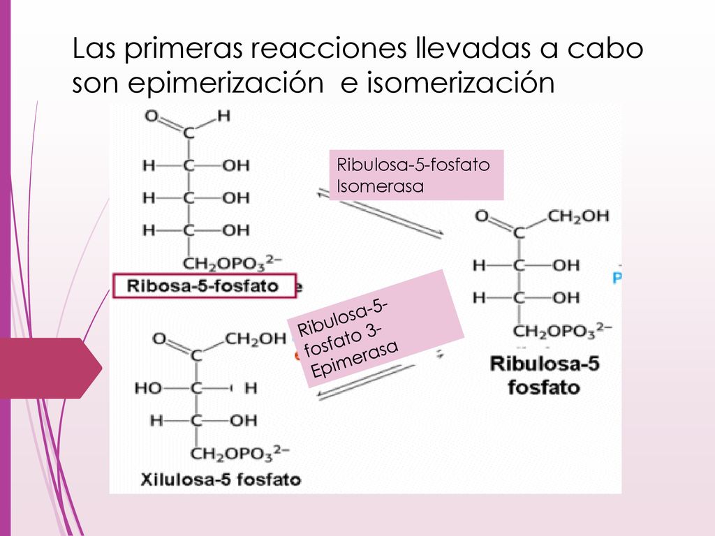 Las primeras reacciones llevadas a cabo son epimerización e isomerización