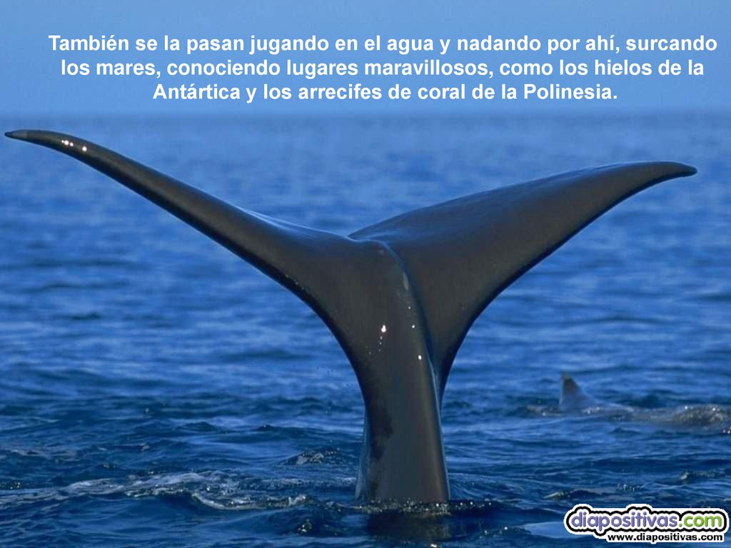 También se la pasan jugando en el agua y nadando por ahí, surcando los mares, conociendo lugares maravillosos, como los hielos de la Antártica y los arrecifes de coral de la Polinesia.
