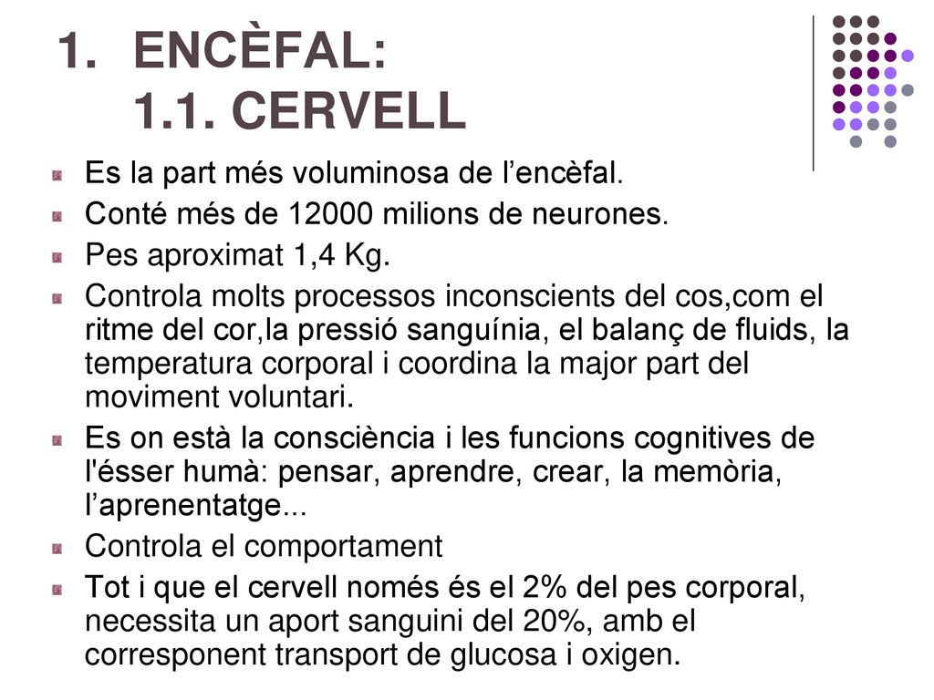 ENCÈFAL: 1.1. CERVELL Es la part més voluminosa de l’encèfal.