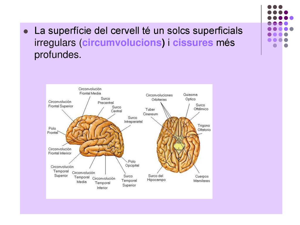 La superfície del cervell té un solcs superficials irregulars (circumvolucions) i cissures més profundes.