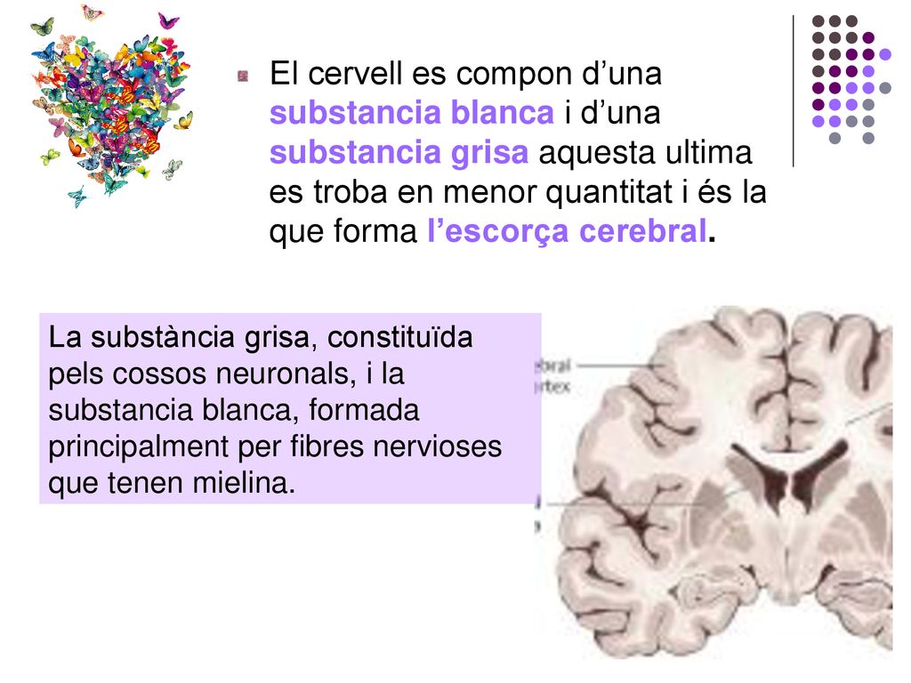 El cervell es compon d’una substancia blanca i d’una substancia grisa aquesta ultima es troba en menor quantitat i és la que forma l’escorça cerebral.