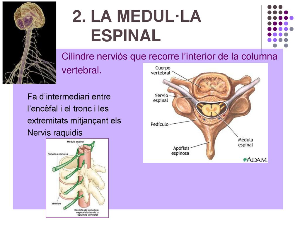 2. LA MEDUL·LA ESPINAL Cilindre nerviós que recorre l’interior de la columna. vertebral.