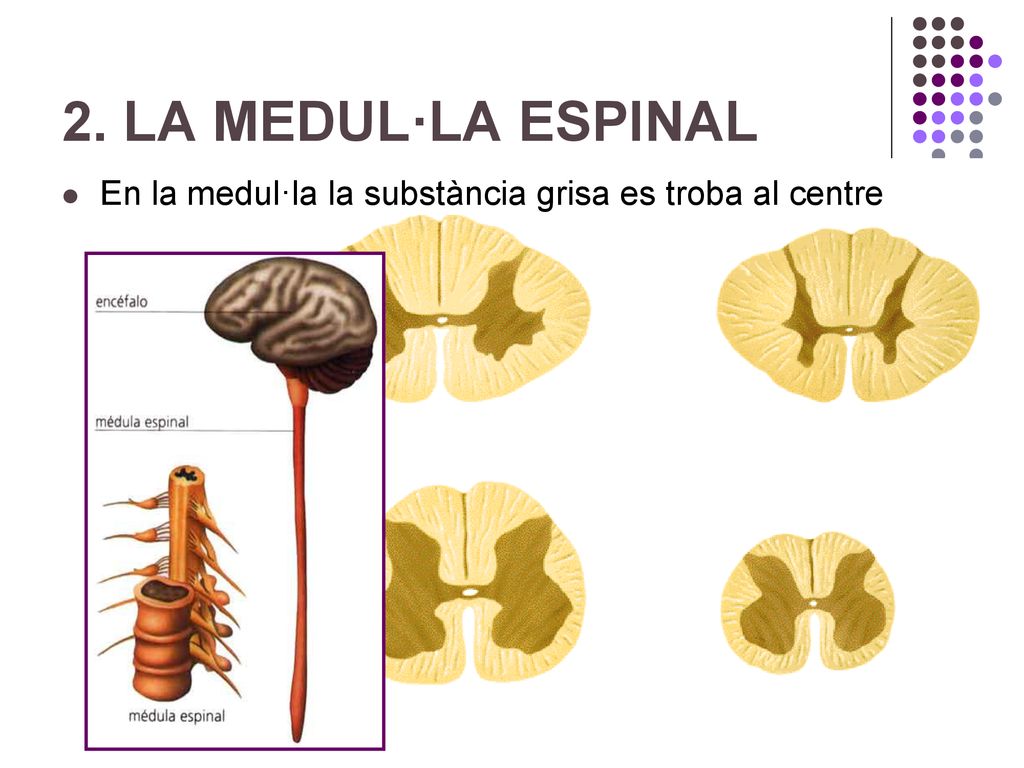 2. LA MEDUL·LA ESPINAL En la medul·la la substància grisa es troba al centre