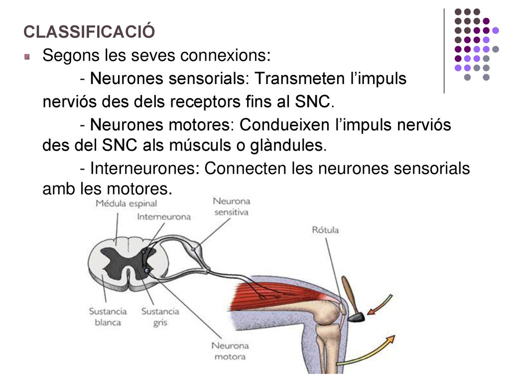 CLASSIFICACIÓ Segons les seves connexions: - Neurones sensorials: Transmeten l’impuls. nerviós des dels receptors fins al SNC.