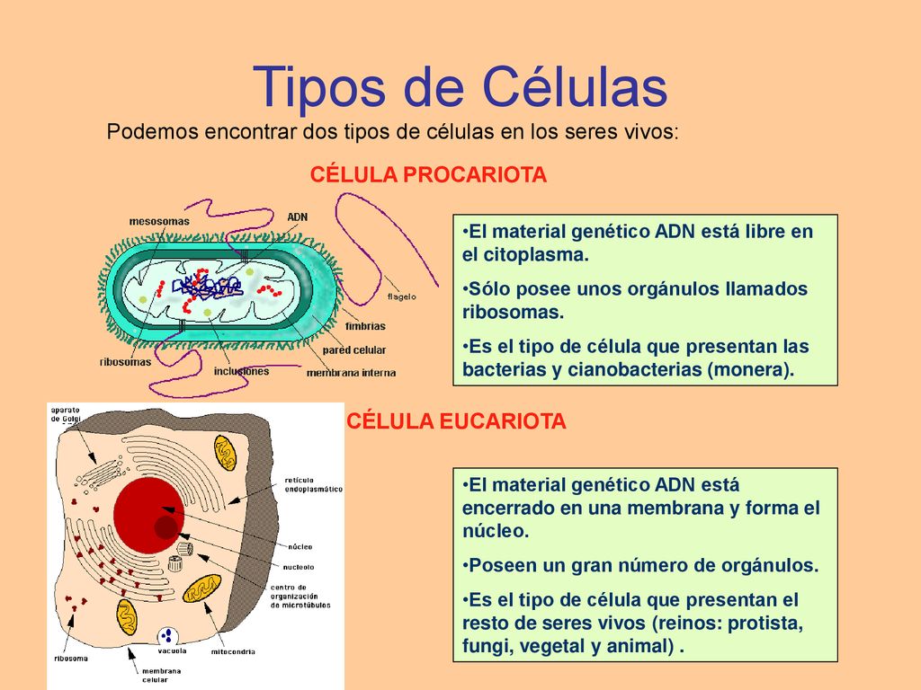 Tipos de Células Podemos encontrar dos tipos de células en los seres vivos: CÉLULA PROCARIOTA.