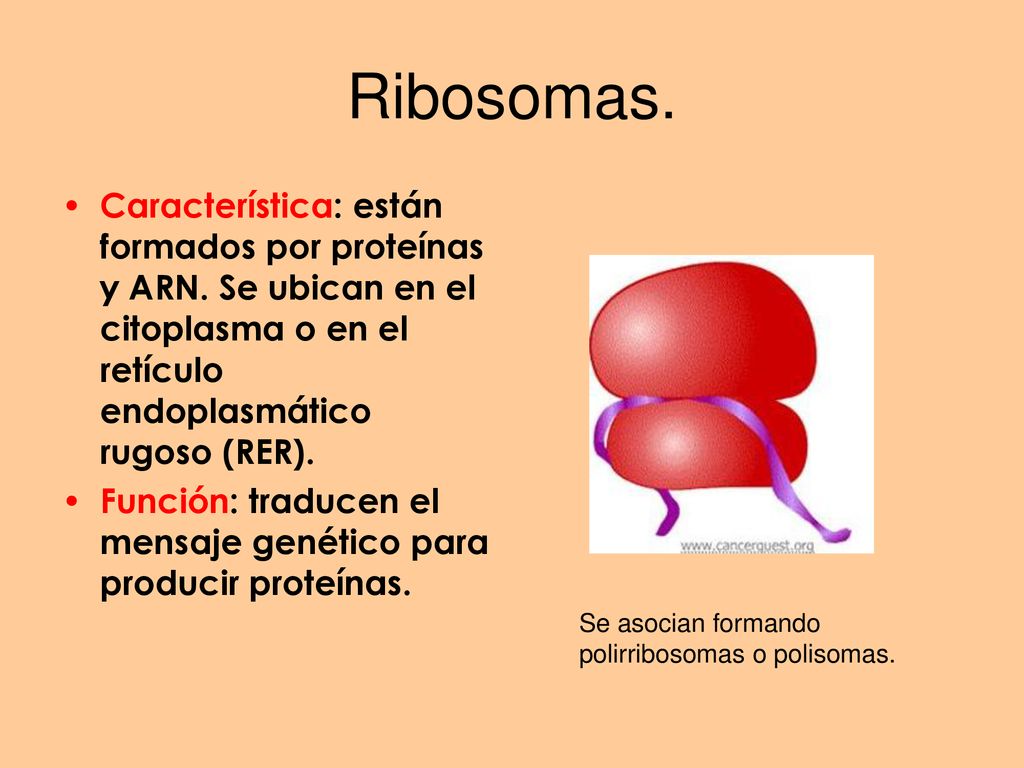 Ribosomas. Característica: están formados por proteínas y ARN. Se ubican en el citoplasma o en el retículo endoplasmático rugoso (RER).