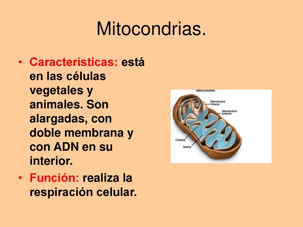 Mitocondrias. Características: está en las células vegetales y animales. Son alargadas, con doble membrana y con ADN en su interior.