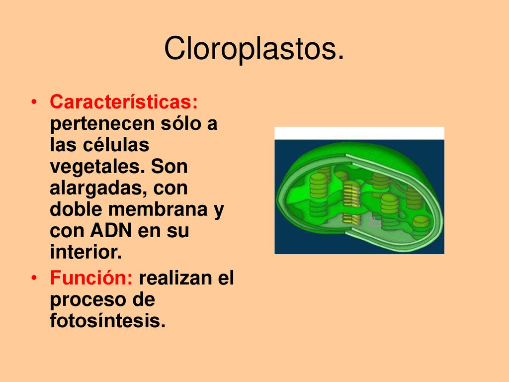 Cloroplastos. Características: pertenecen sólo a las células vegetales. Son alargadas, con doble membrana y con ADN en su interior.